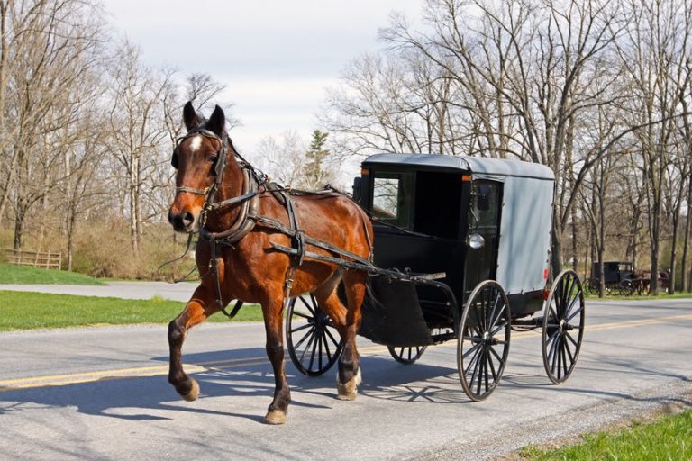 How Do You Spell Carriage : Carriage Image Photo Free Trial Bigstock - The most appropriate accounting treatment of carriage inwards is to include it in the.